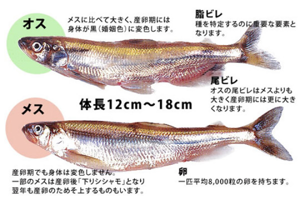 シシャモとその仲間 釧路市漁業協同組合