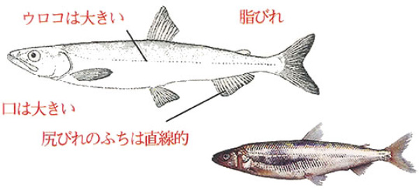 シシャモとその仲間 釧路市漁業協同組合