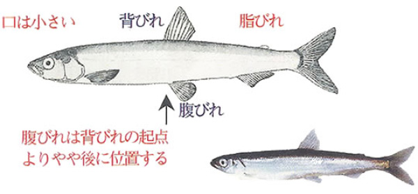 シシャモとその仲間 釧路市漁業協同組合