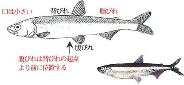 シシャモとその仲間 釧路市漁業協同組合